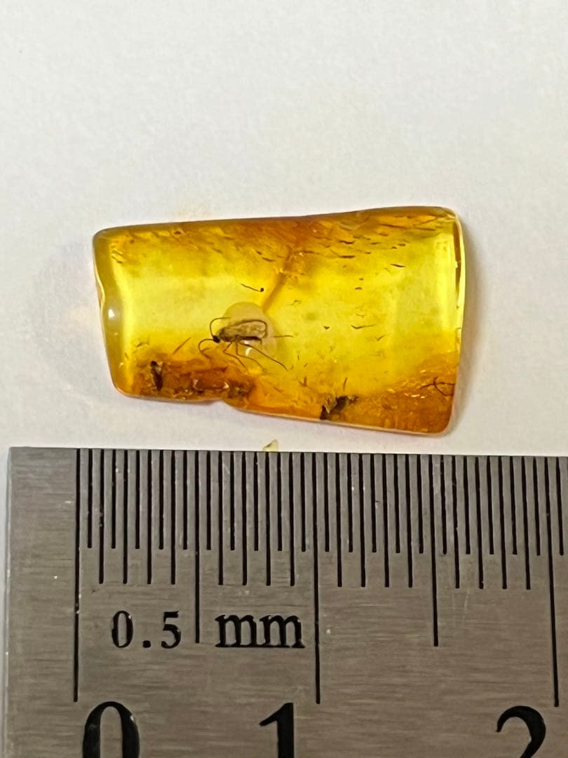 バルト海産　虫入り琥珀　12個セット　全て虫入り　本物保証　良いコンディション