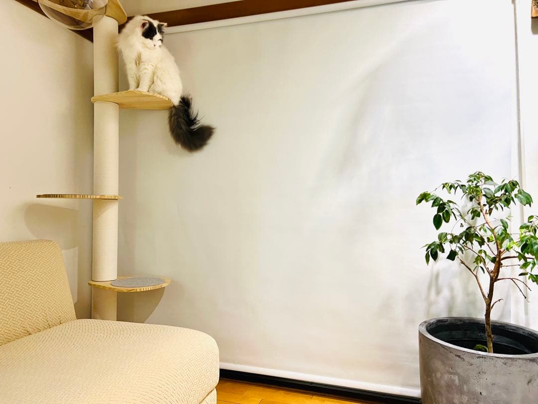 RAKU キャットタワー 突っ張り 木製 極太