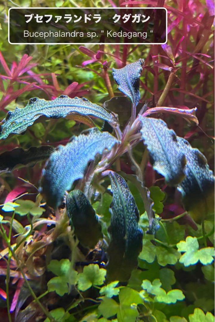 水草茂「かまきり様オーダー用」