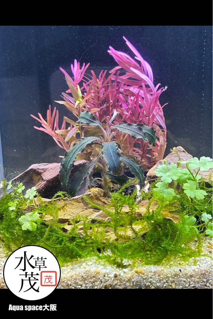 水草茂「かまきり様オーダー用」