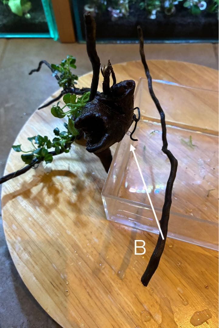 水草茂「かまきり様オーダー用」