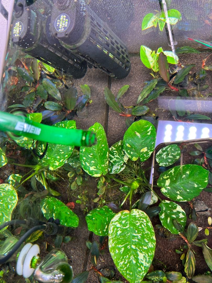 アヌビアスナナ　斑入りキング Anubias Variegated King