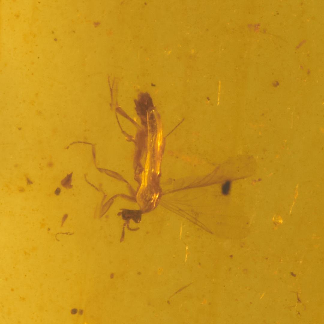 レア極上品 PA0074虫入り琥珀化石　ミャンマーカムティかタナイ9900万年前