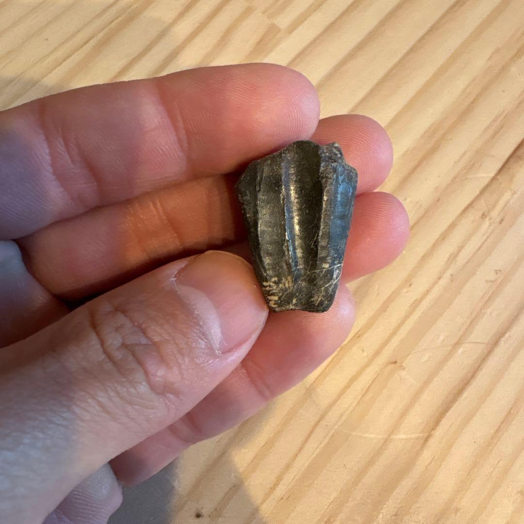 お買い得　オウラノサウルスの歯　化石　ニジェール