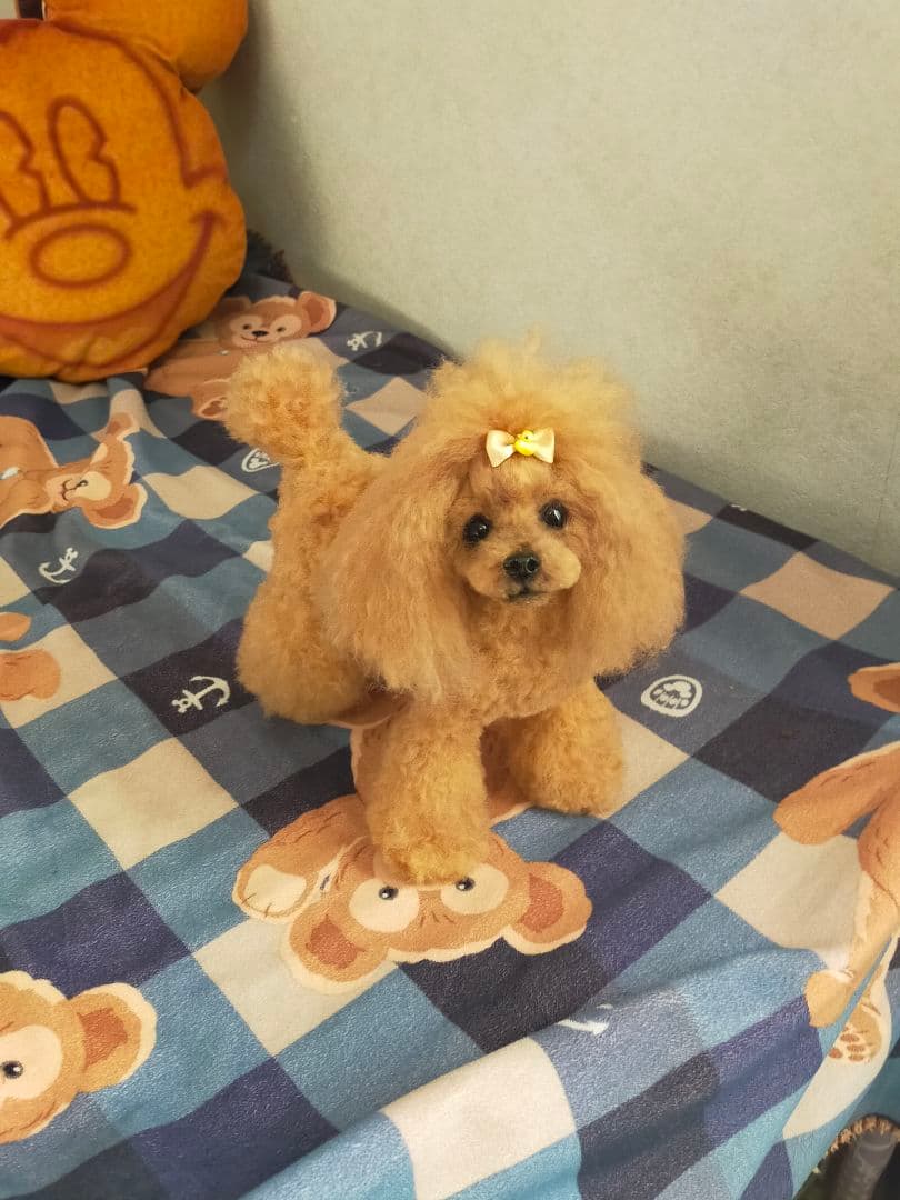 送料込み♡トイプードルレッドちゃん♡