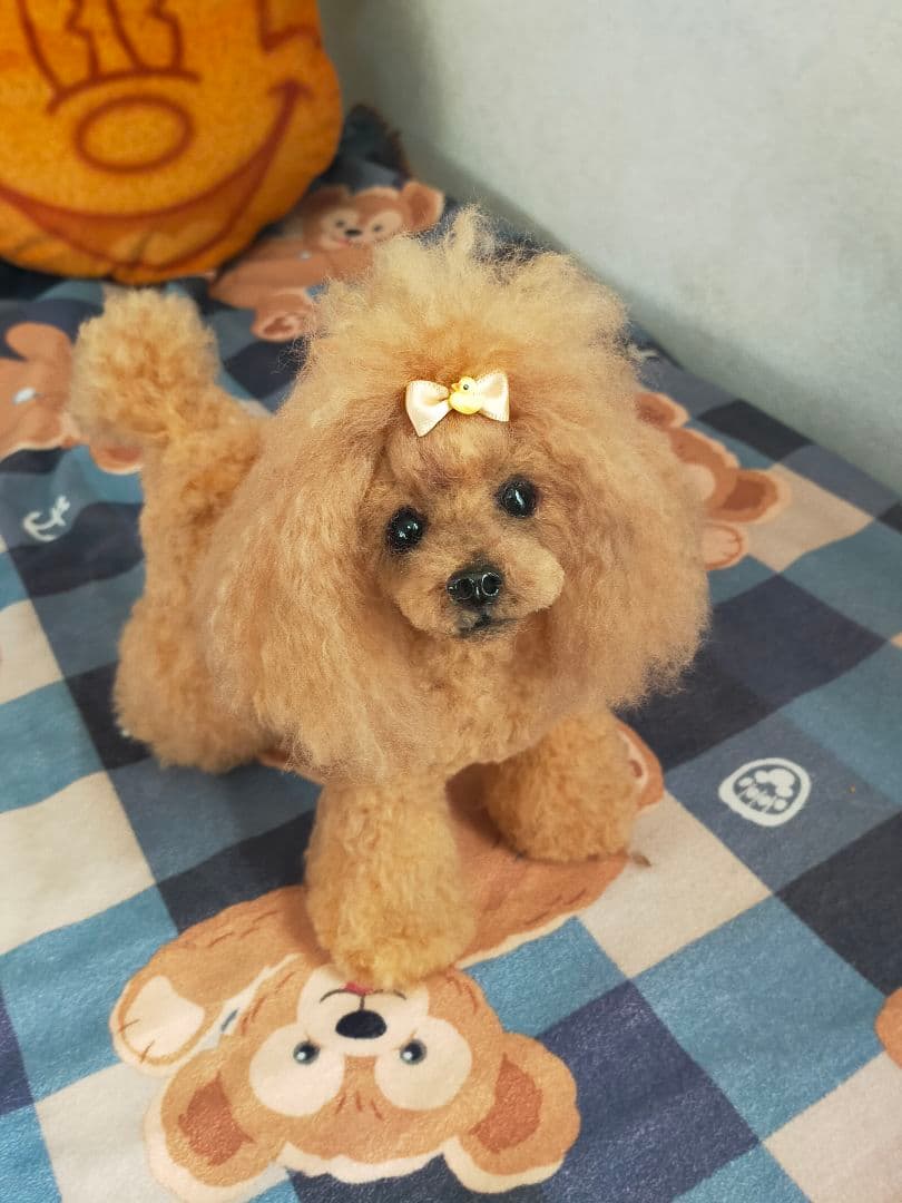 送料込み♡トイプードルレッドちゃん♡