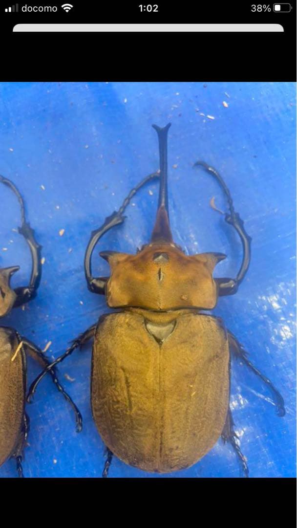 レア種！標本　エレファス・オキシデンタリス♂102、112mmセット