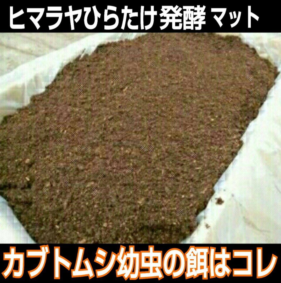 デカクなりすぎ注意！80リットル☆ヒマラヤひらたけ発酵カブトムシマット栄養価抜群