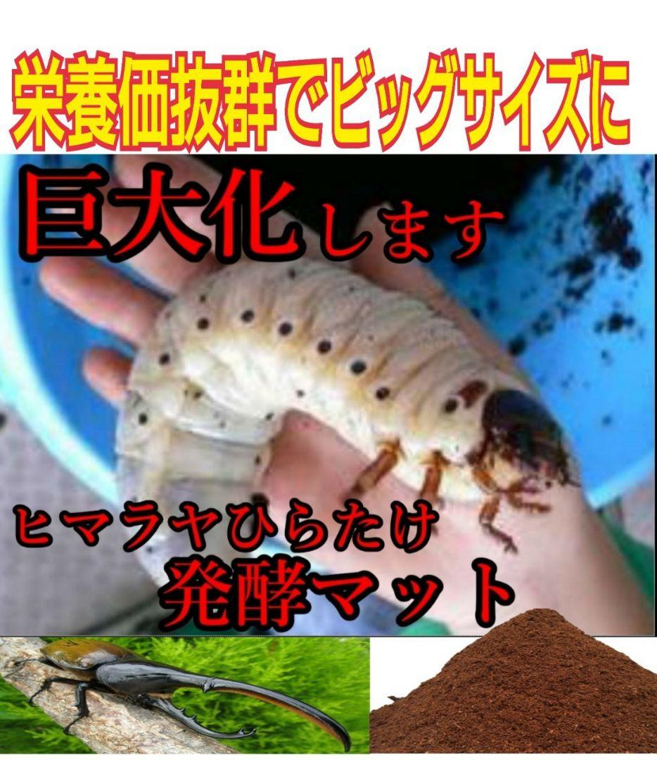 デカクなりすぎ注意！80リットル☆ヒマラヤひらたけ発酵カブトムシマット栄養価抜群