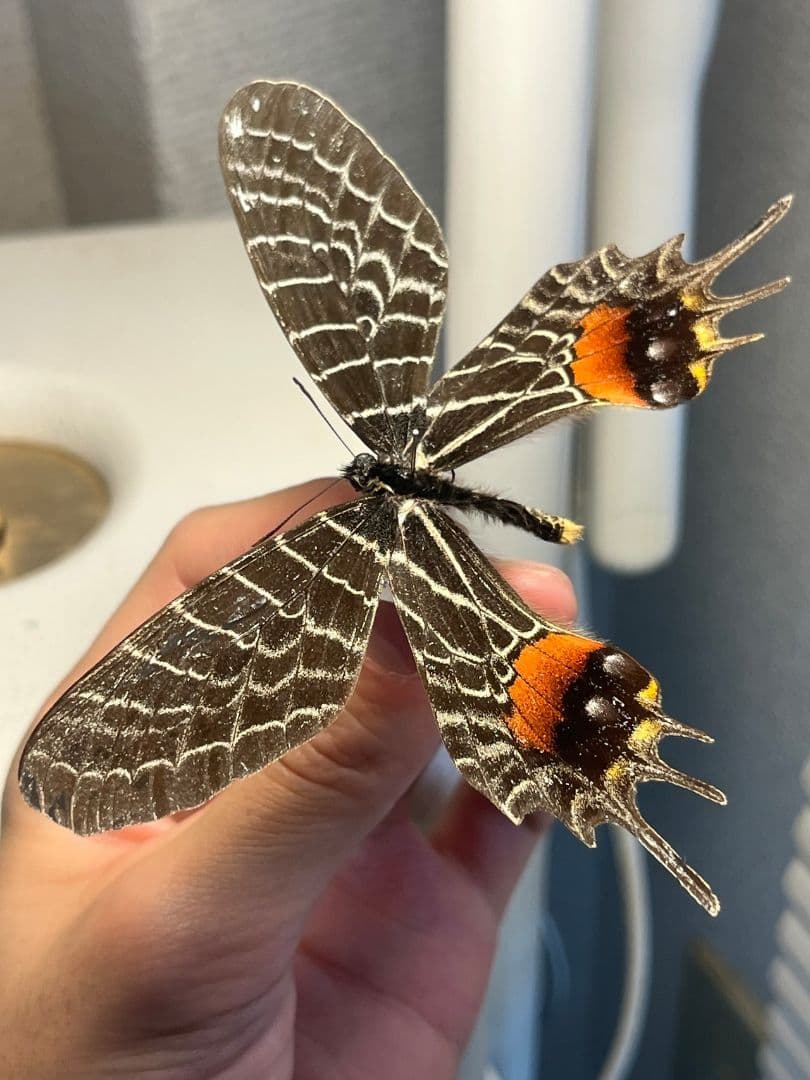 シボリアゲハ モルフォ蝶 蛾ピカソモスモルフォチョウMorpho昆虫標本