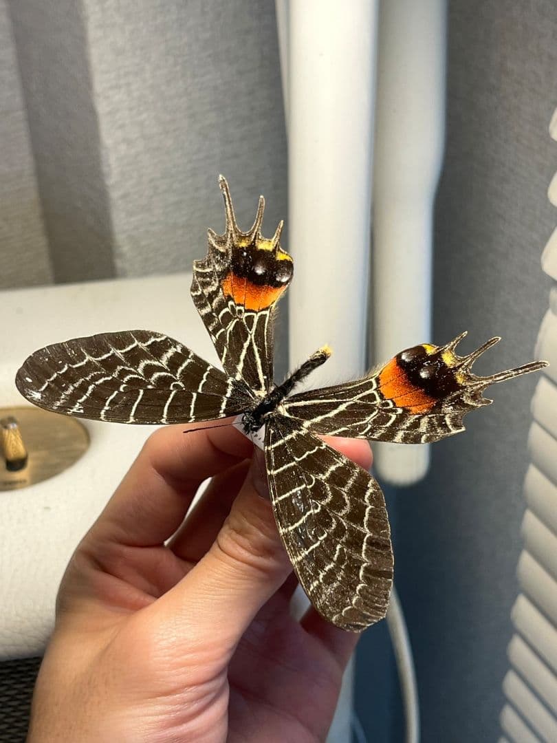 シボリアゲハ モルフォ蝶 蛾ピカソモスモルフォチョウMorpho昆虫標本