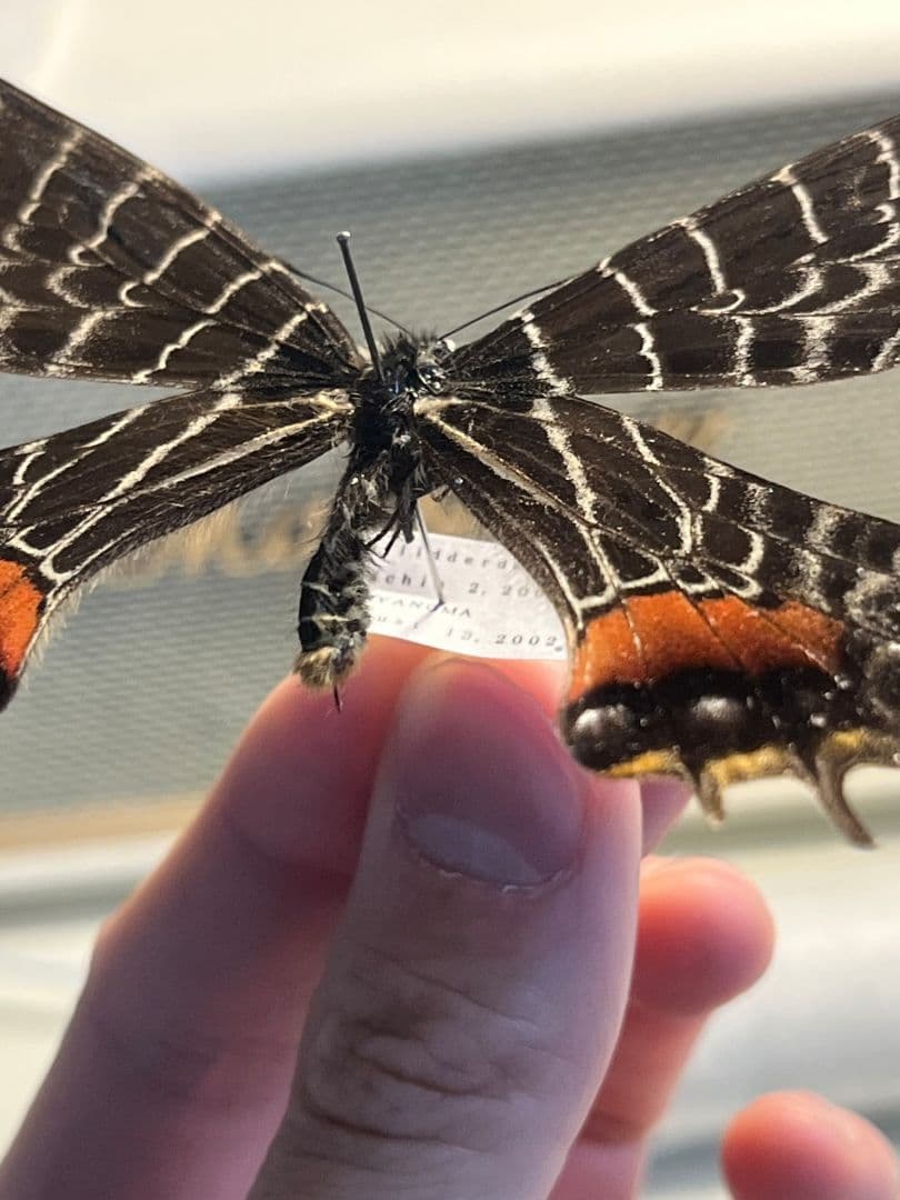 シボリアゲハ モルフォ蝶 蛾ピカソモスモルフォチョウMorpho昆虫標本