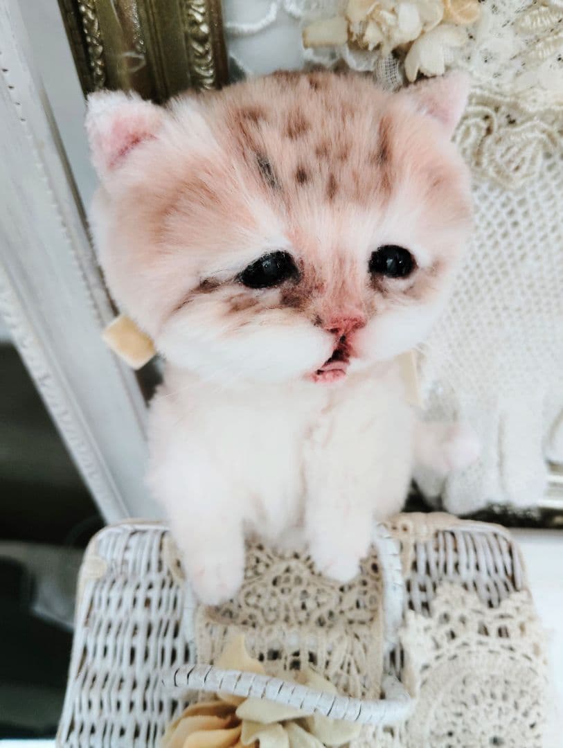 １体限定❤マンチカン子猫ちゃん♡ぽちゃボディ♡よちよちあんよ♡アートドール♡
