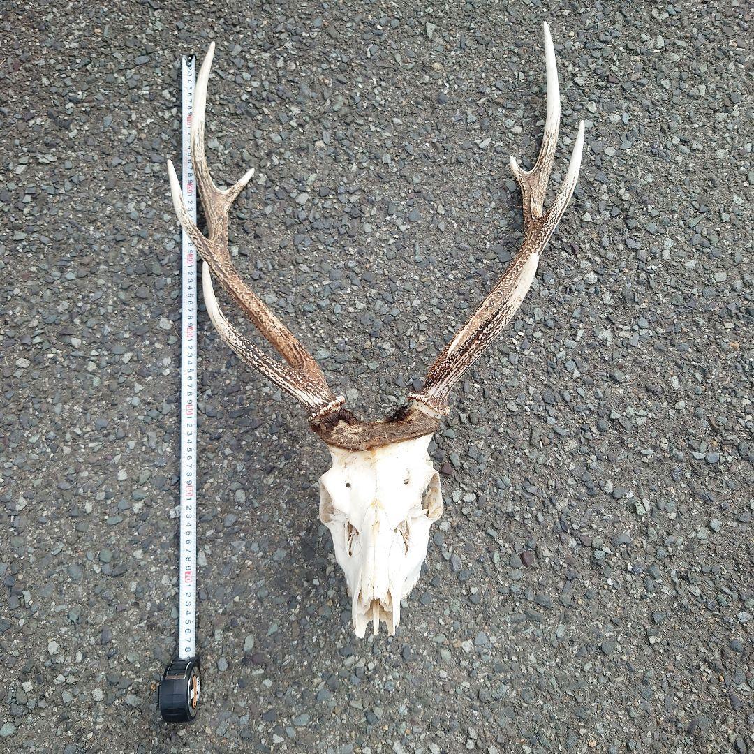 ニホンジカ、頭骨