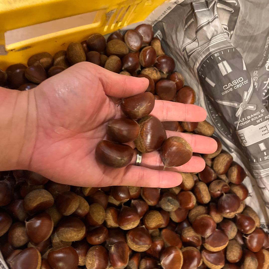 栗　サイズランダム