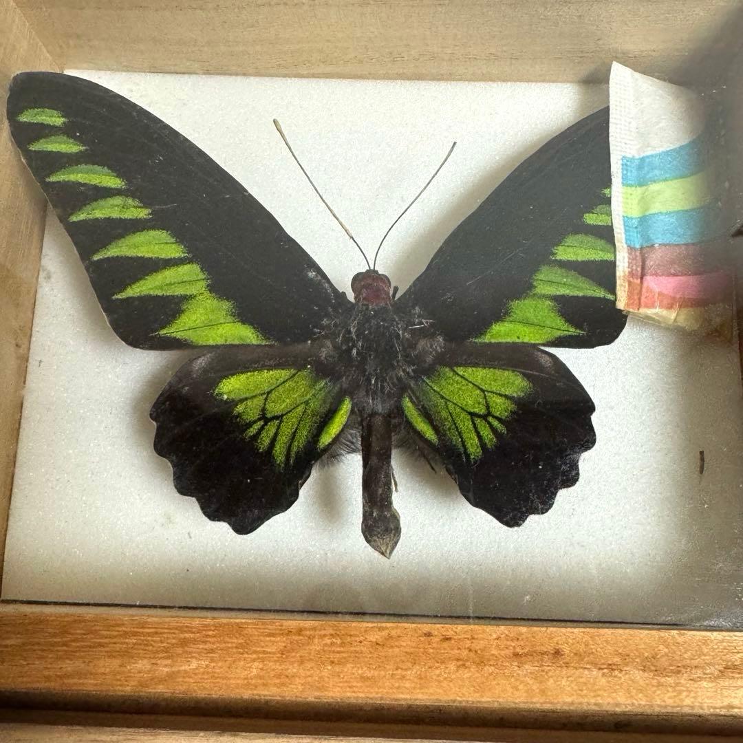 蝶々標本　ブルメイアゲハ　ヒイロツマベニチョウ おおむらさきなど