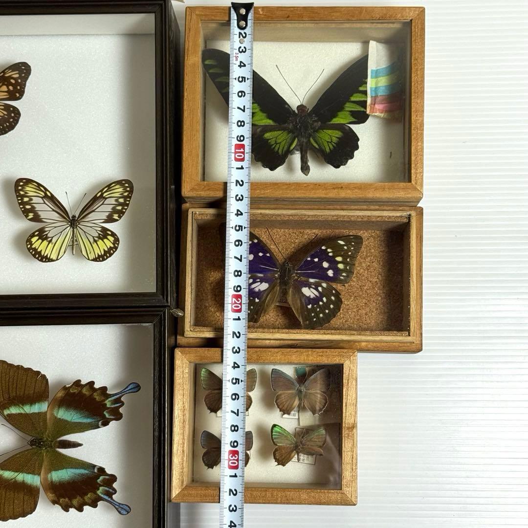 蝶々標本　ブルメイアゲハ　ヒイロツマベニチョウ おおむらさきなど