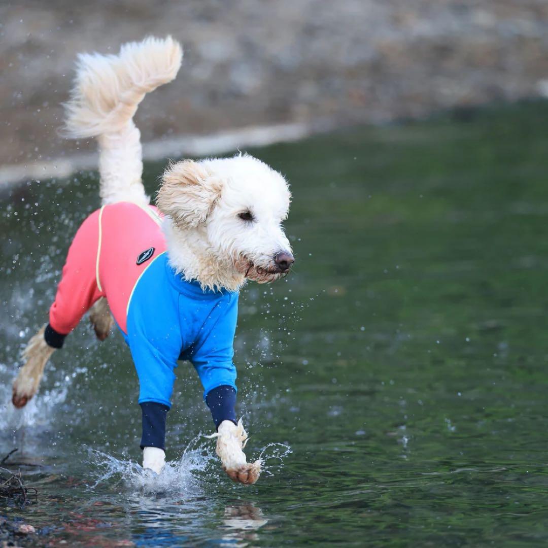 ペット用品 alphaicon