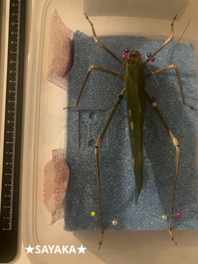 ★昆虫標本★【アシナガオオコノハギス】特大‼︎