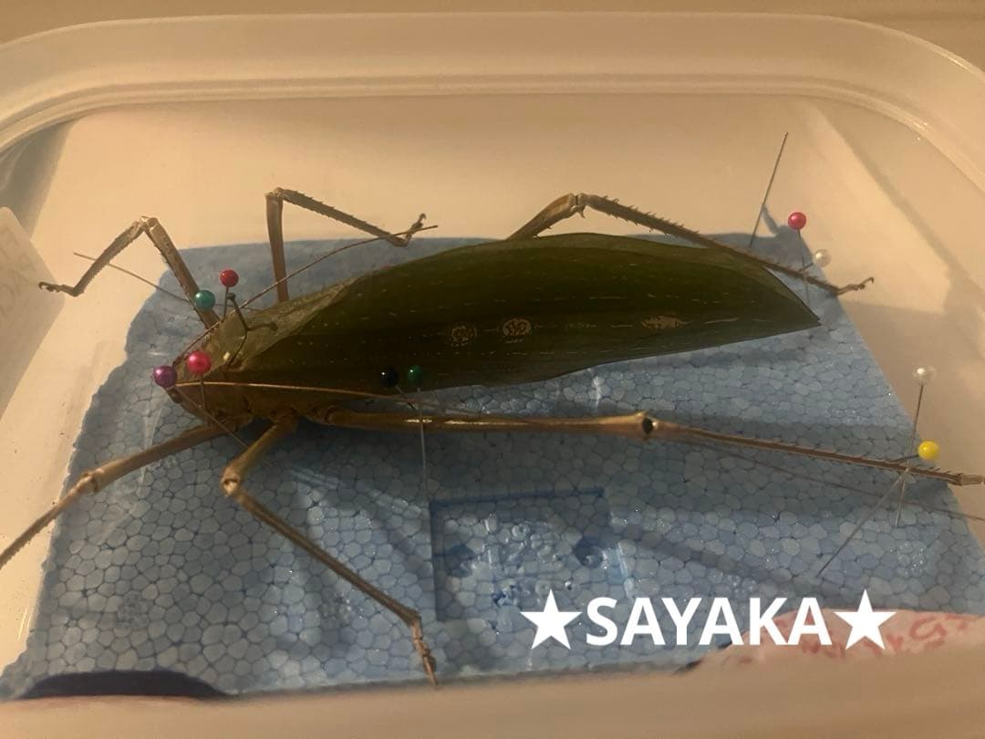 ★昆虫標本★【アシナガオオコノハギス】特大‼︎