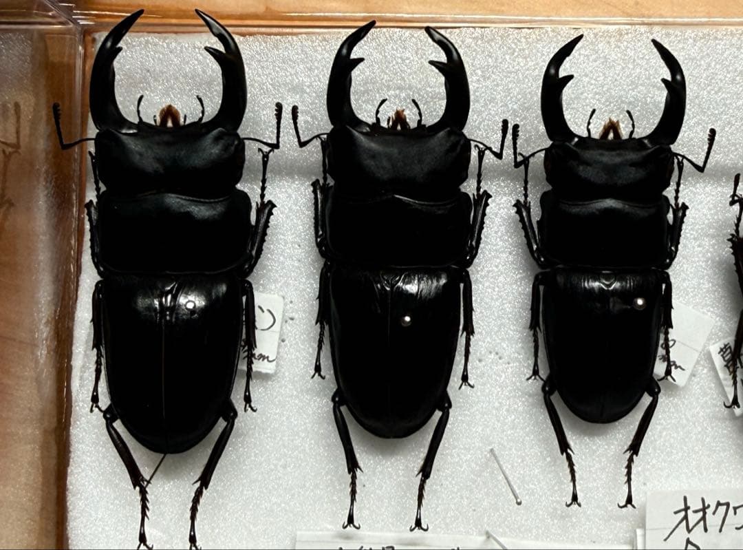 【希少産含】天然WDオオクワガタセット