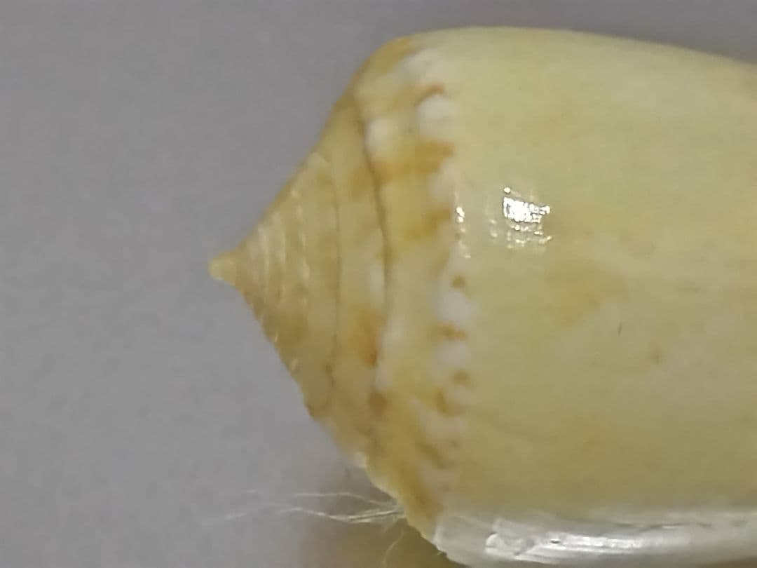 貝殻 ≪極希産！黄色変異！≫ タミコイモ イモガイ科