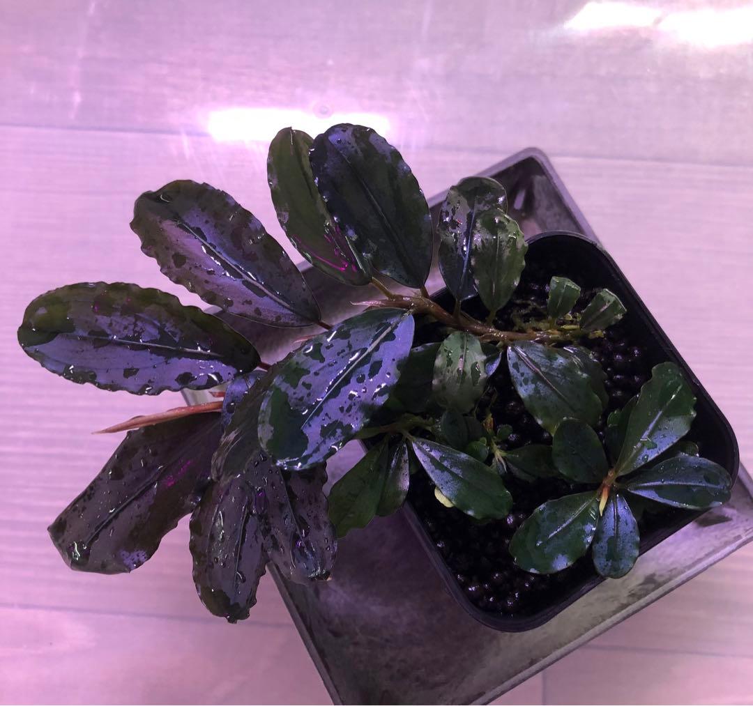 陰性水草の王様的存在【ブセファランドラ】Pink blossam