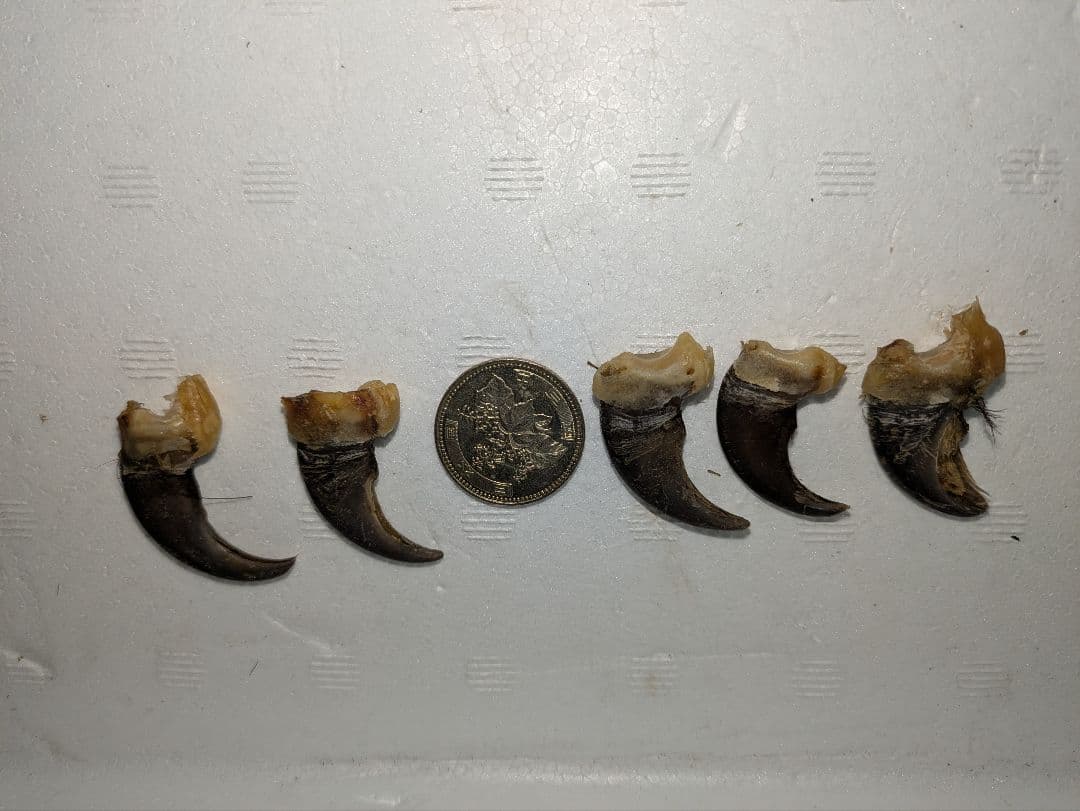 クマ爪ハンドメイド用