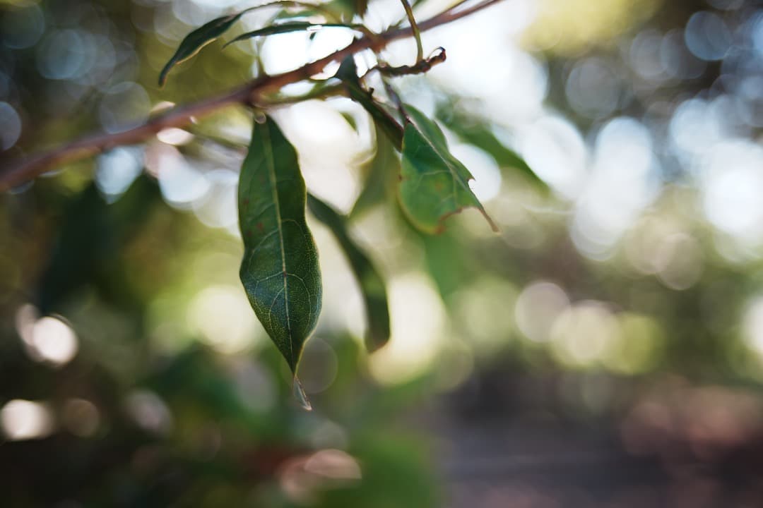 【幻のレンズ】Carl Zeiss Distagon 28mm F2 AEG