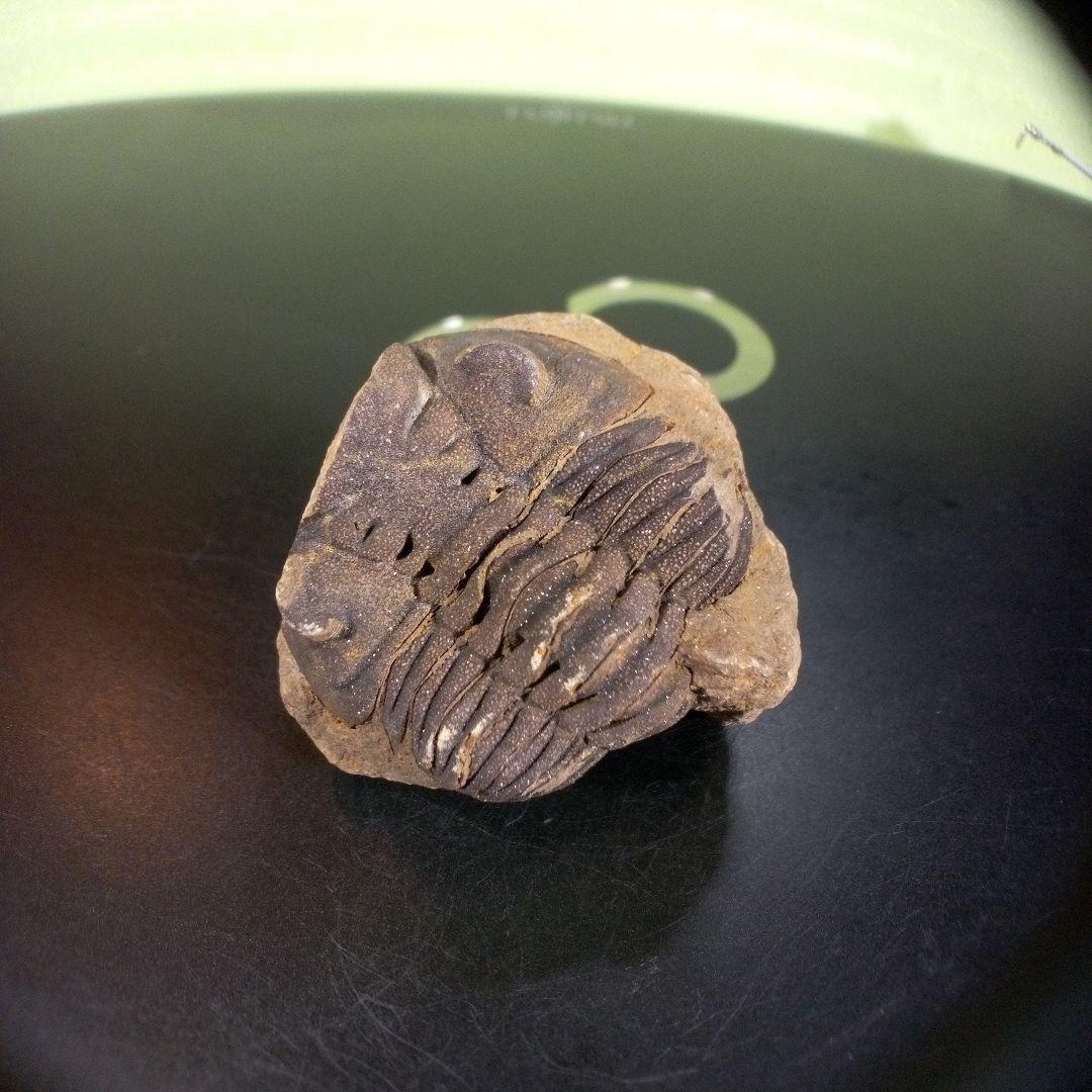 三葉虫　化石　ボリビア産　南アメリカ　trilobite　Bolivia三葉虫⑤