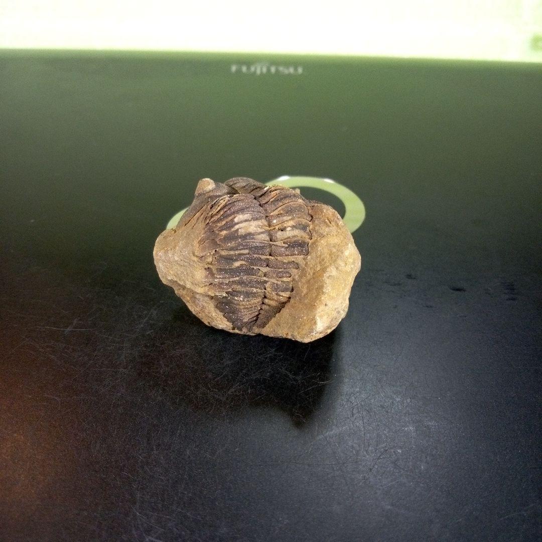 三葉虫　化石　ボリビア産　南アメリカ　trilobite　Bolivia三葉虫⑤