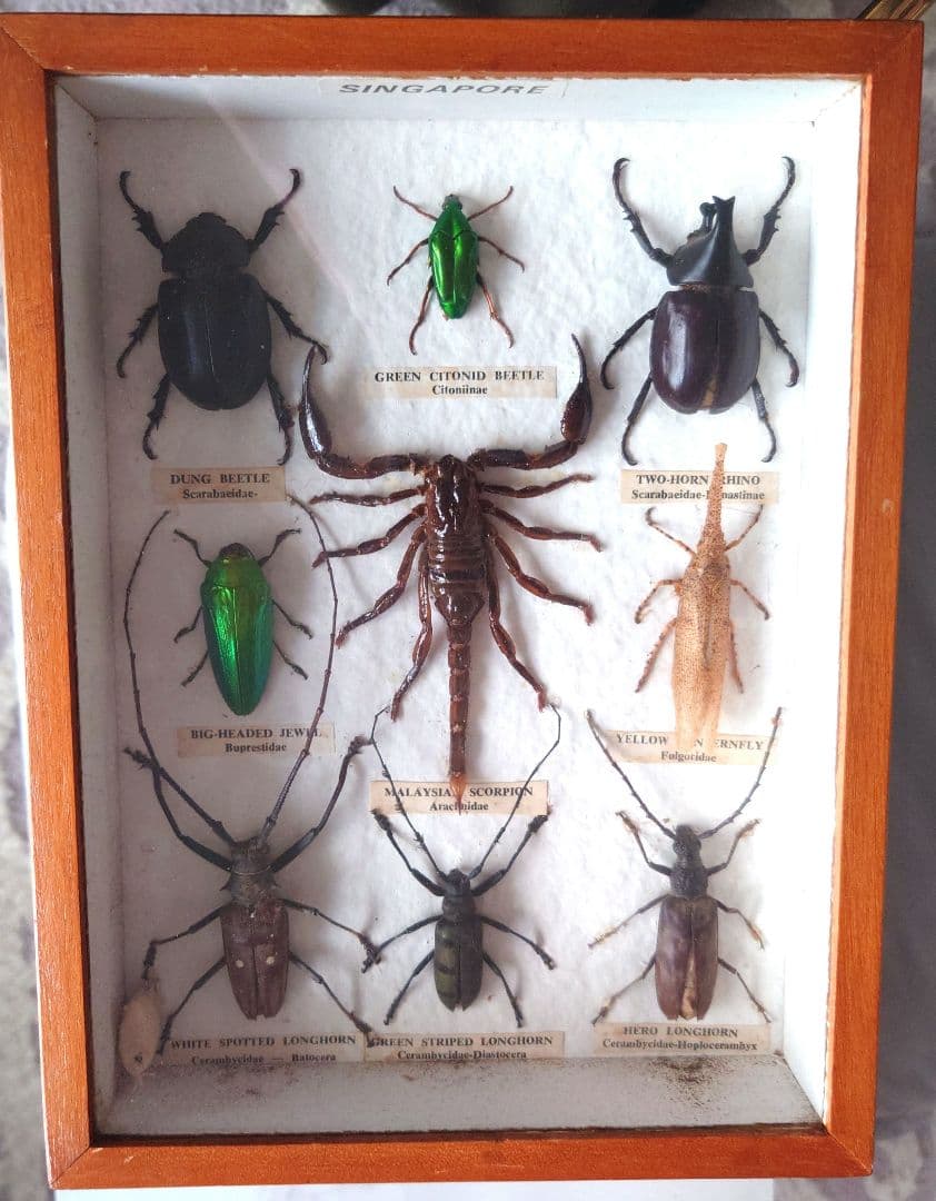 シンガポール製の虫の標本