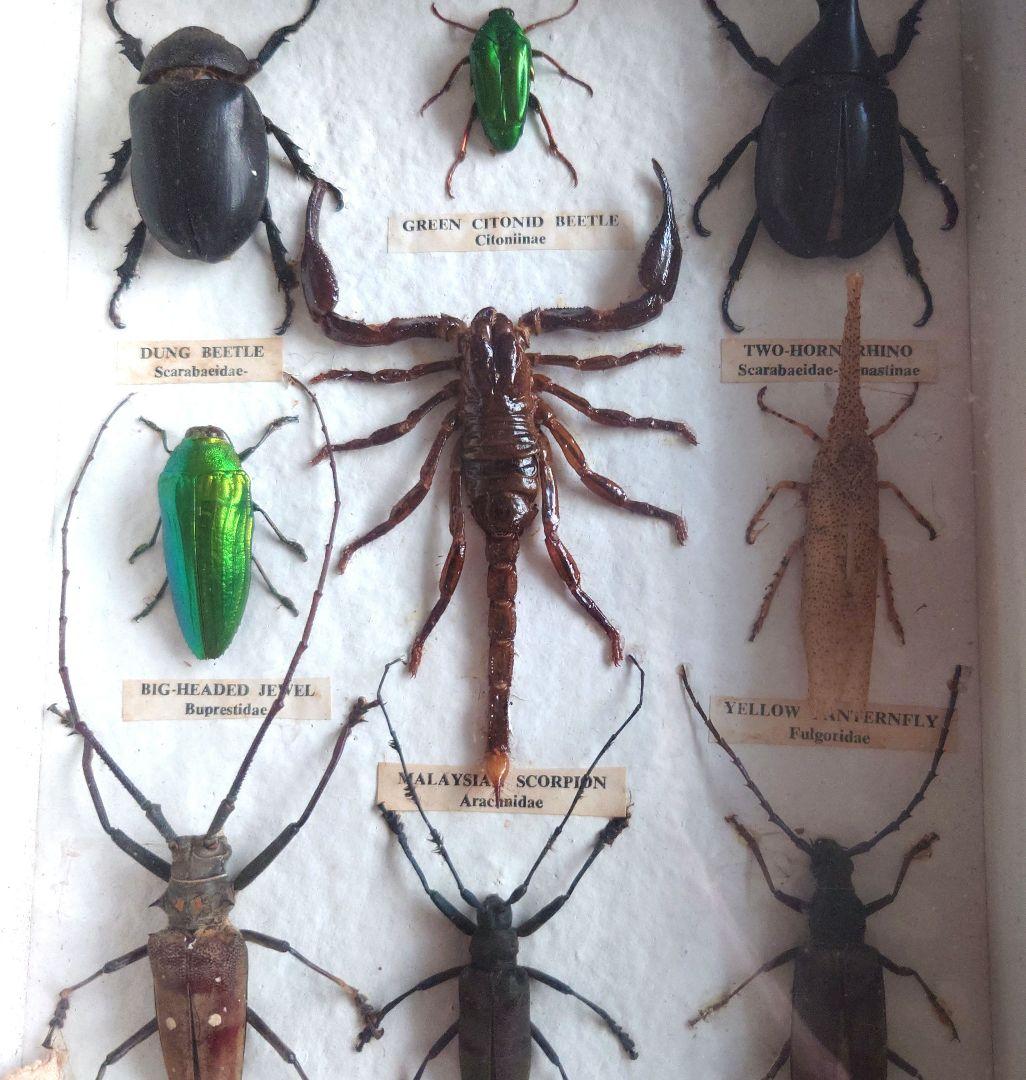 シンガポール製の虫の標本