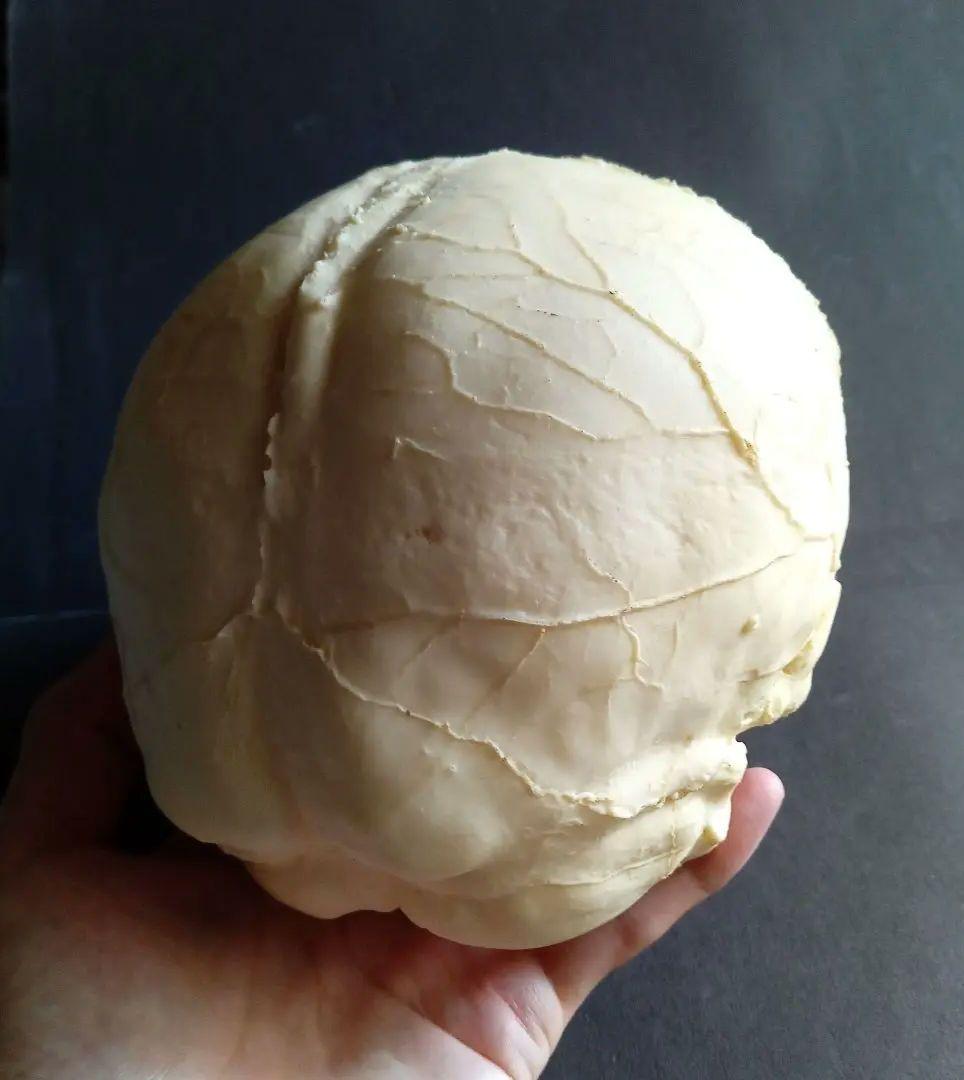 Brain　脳　Born Clones　アメリカ製　模型