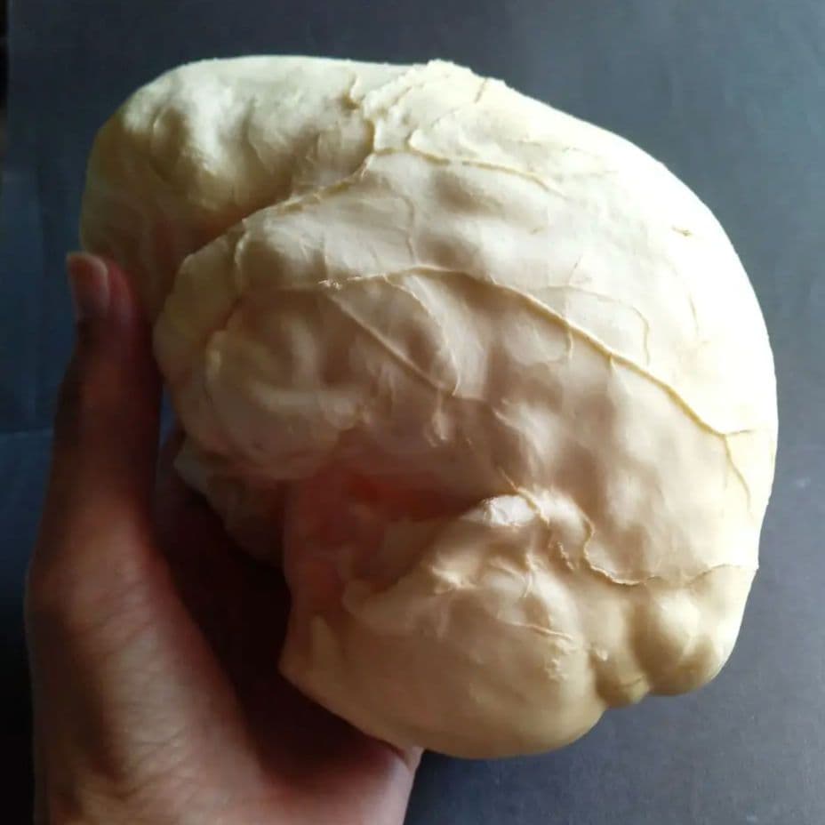 Brain　脳　Born Clones　アメリカ製　模型