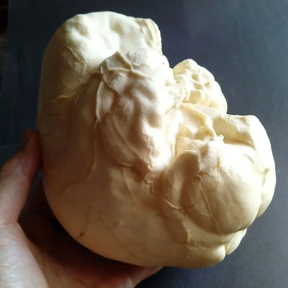 Brain　脳　Born Clones　アメリカ製　模型