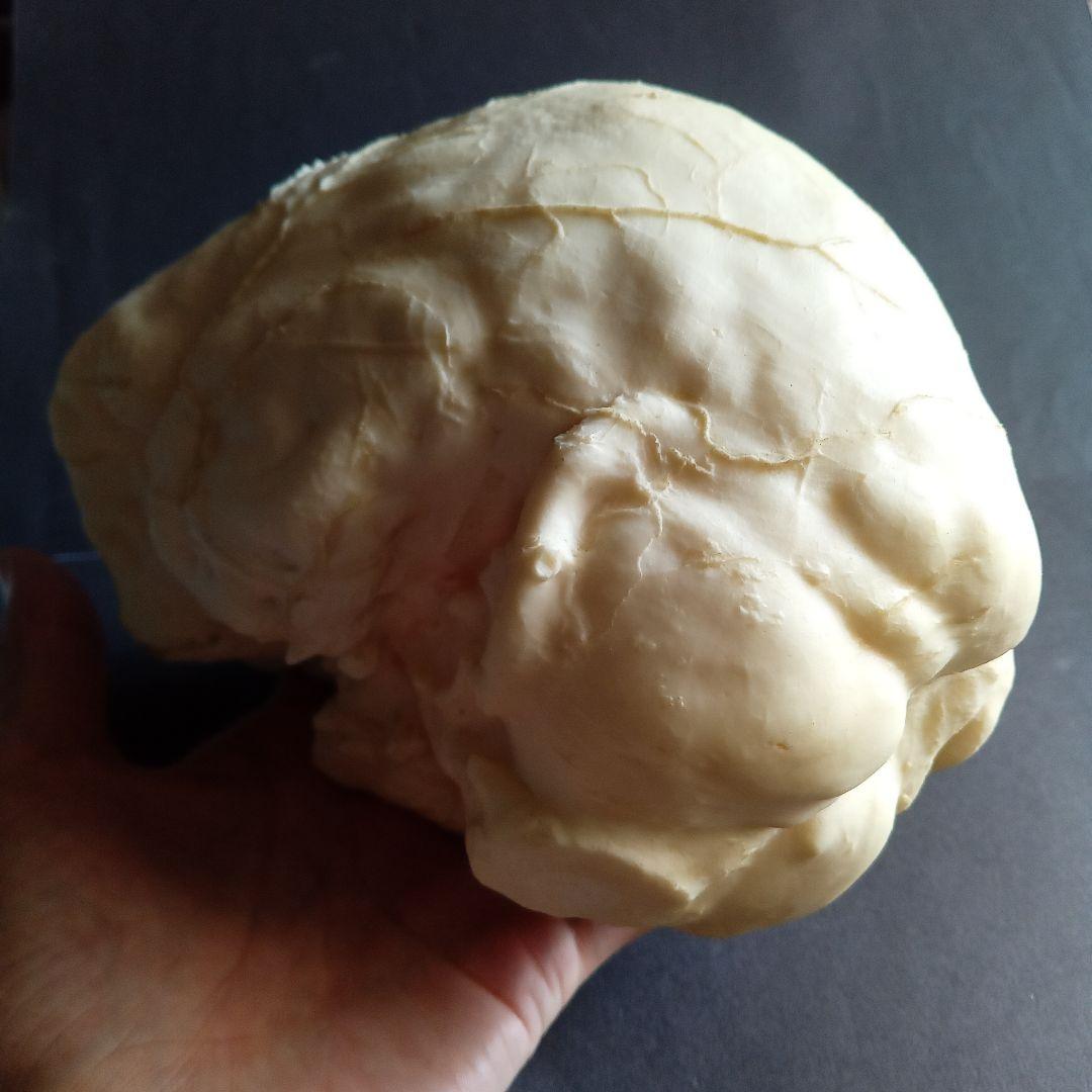 Brain　脳　Born Clones　アメリカ製　模型