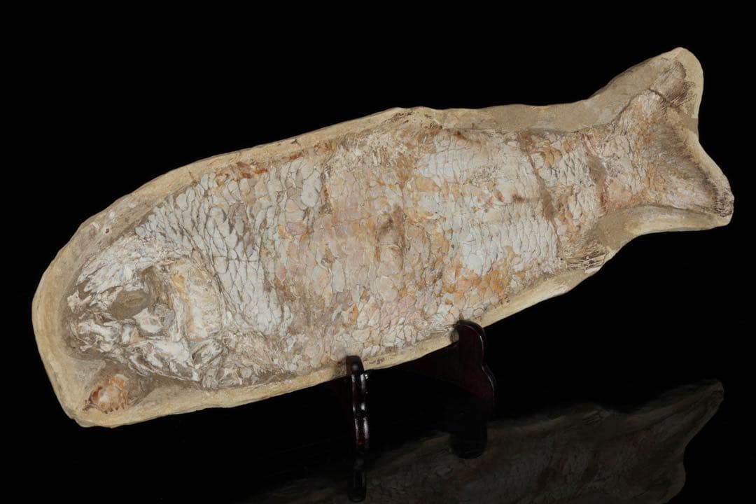 白亜紀前期 サンタナ層産 古代魚化石 クラドキクルス 古生物化石 標本 骨格