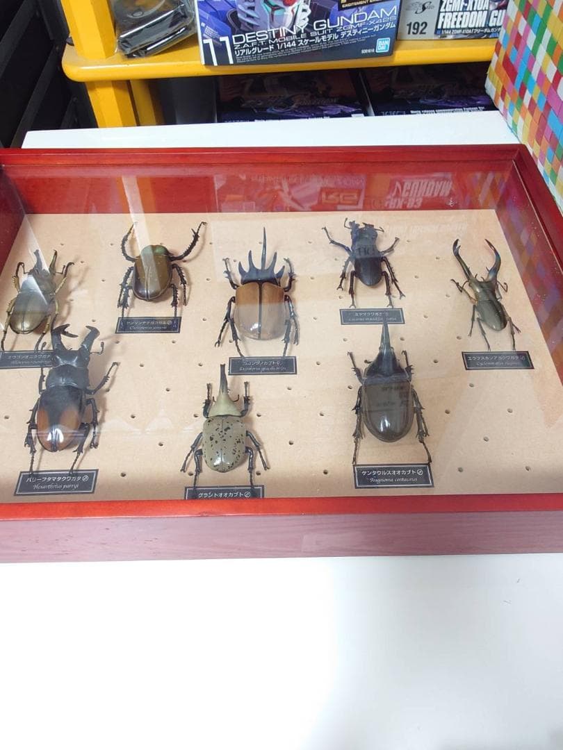 【1～15巻まで】世界の昆虫 DATA BOOK＆標本セット