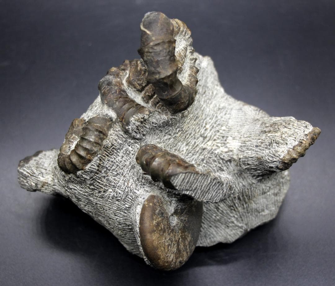 【限定値下げ中】博物館級 異常巻 アンモナイト 7化石密集 アイノセラス 高品質