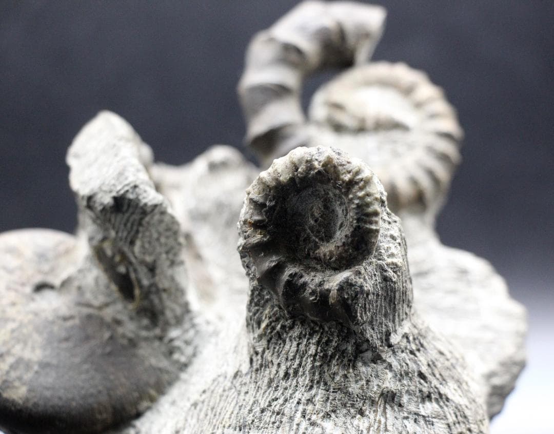 【限定値下げ中】博物館級 異常巻 アンモナイト 7化石密集 アイノセラス 高品質