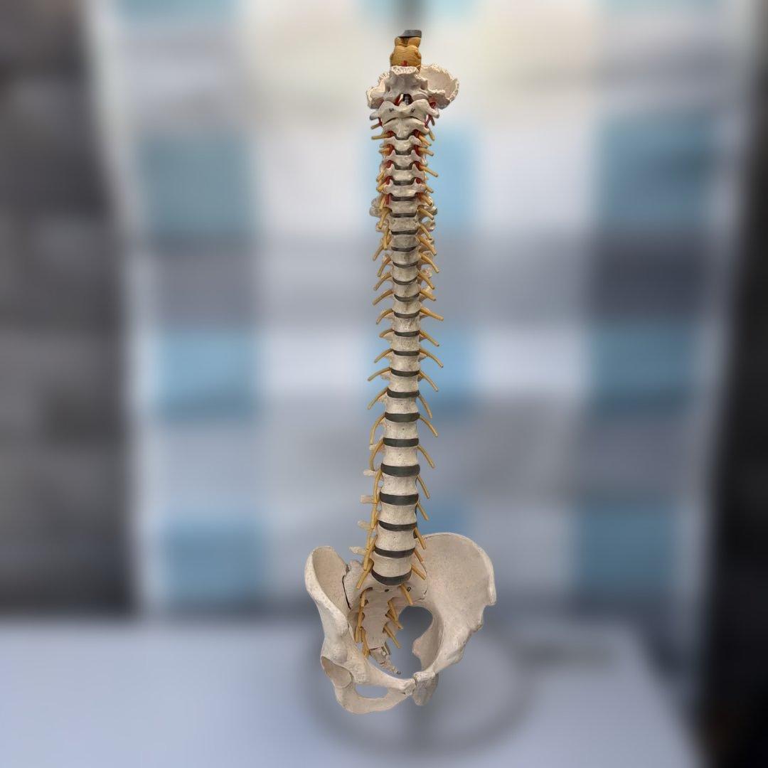脊椎モデル 約85cm 可動式