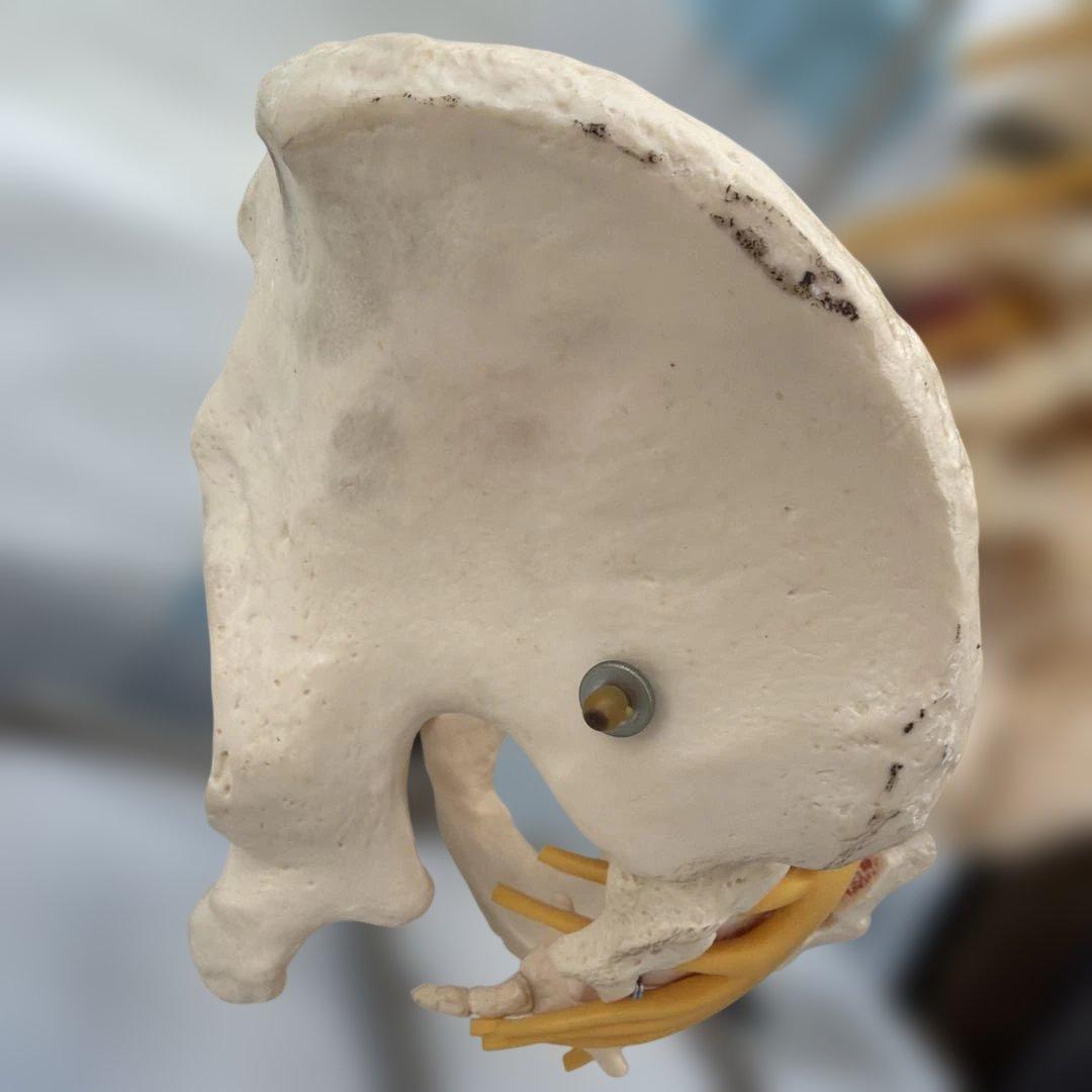 脊椎モデル 約85cm 可動式