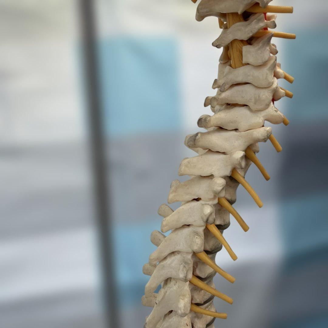 脊椎モデル 約85cm 可動式