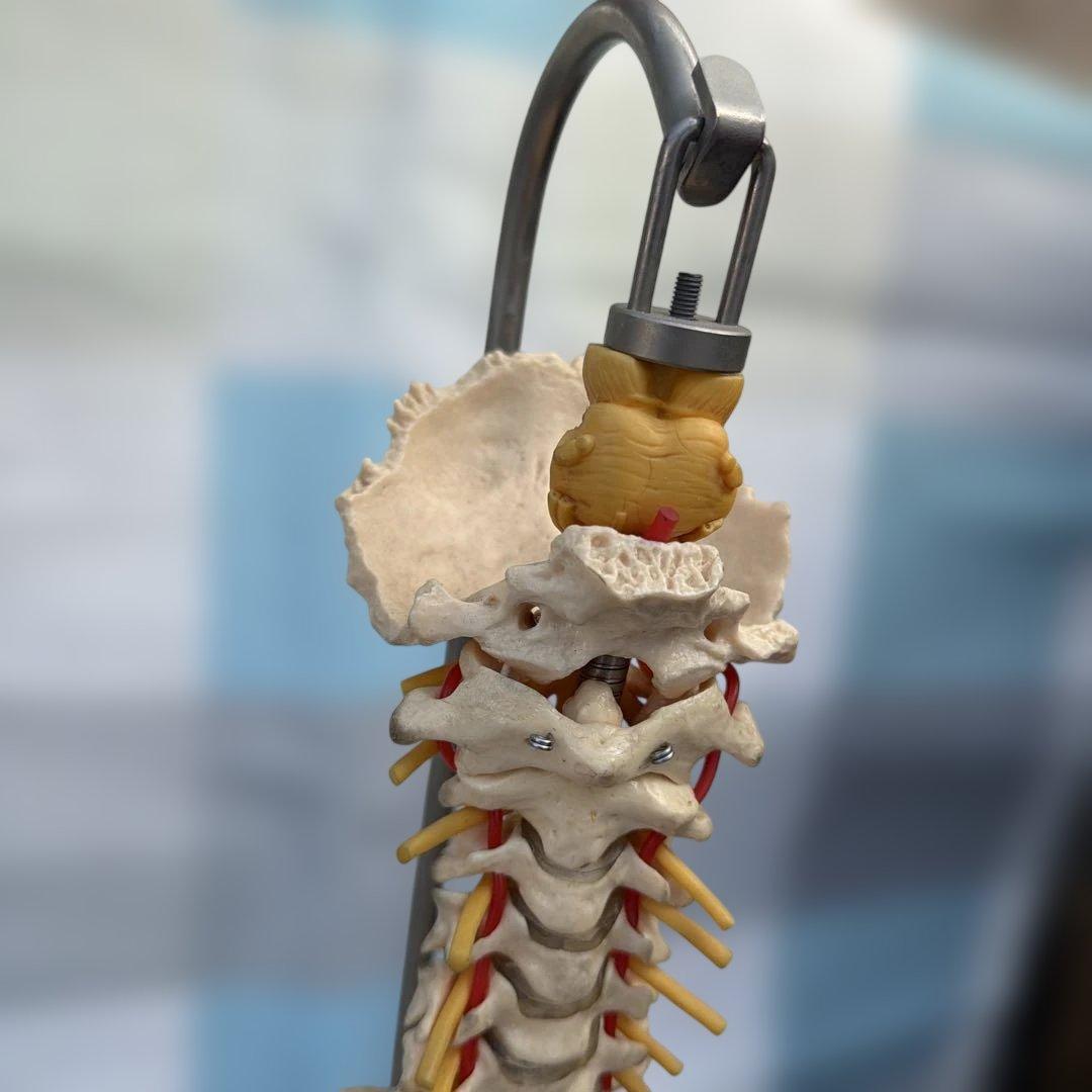 脊椎モデル 約85cm 可動式