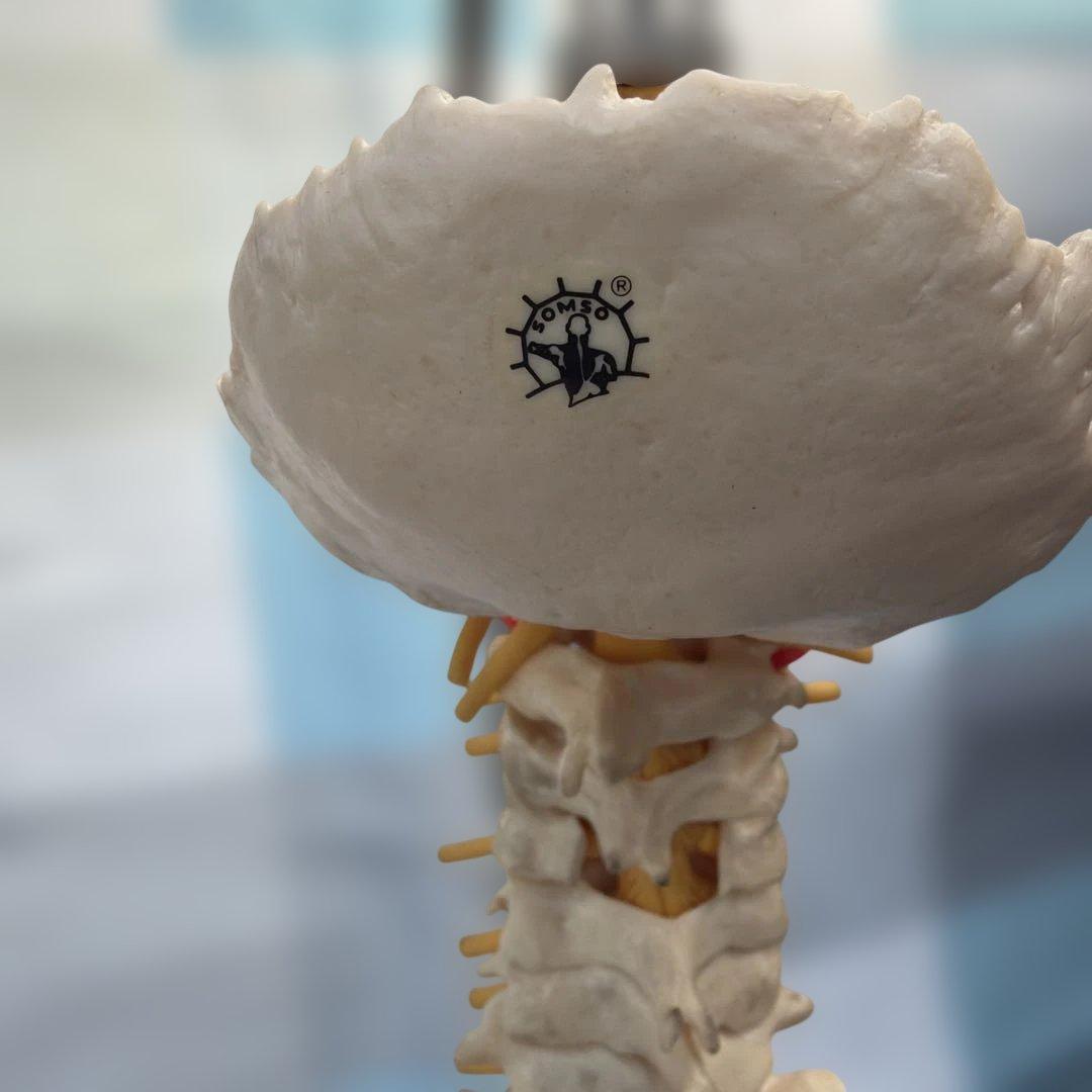 脊椎モデル 約85cm 可動式