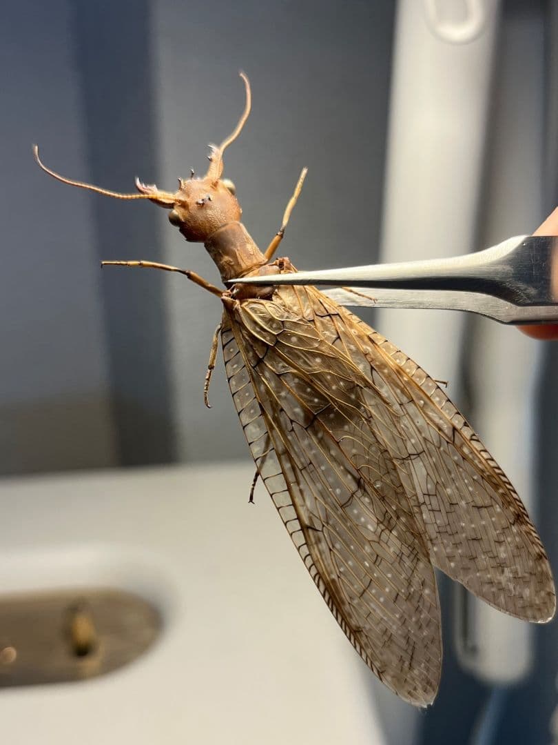 【♀】オオアゴヘビトンボ 奇蟲 タランチュラ ムカデ 標本 昆虫標本 蜻蛉