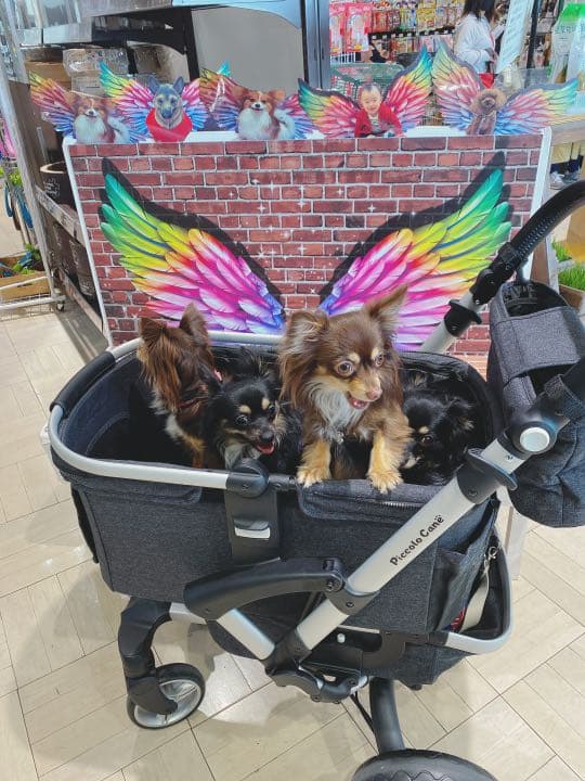 ピッコロカーネベント