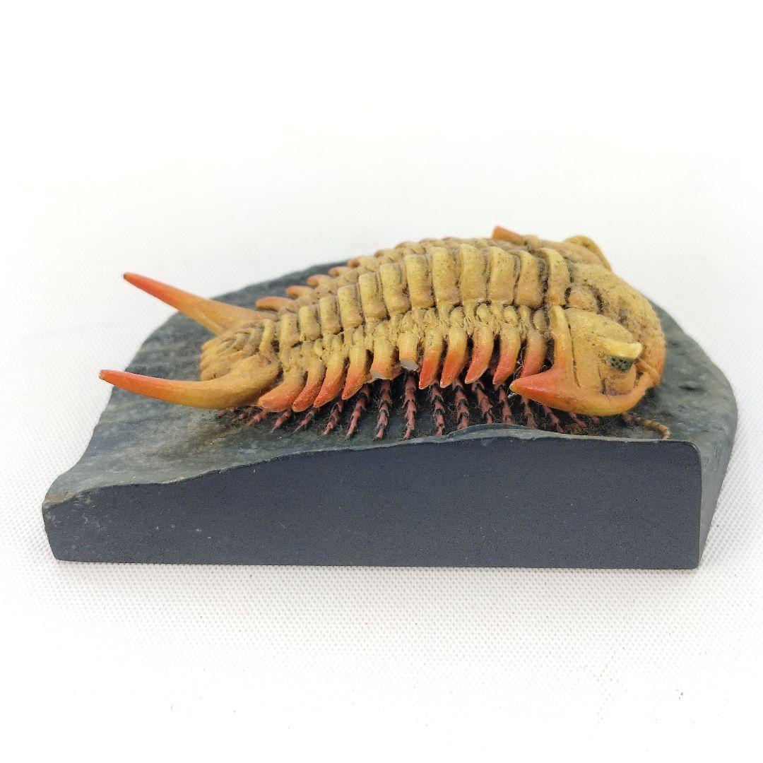 国立科学博物館 三葉虫 セロウリネラ フィギュア 海洋堂 限定