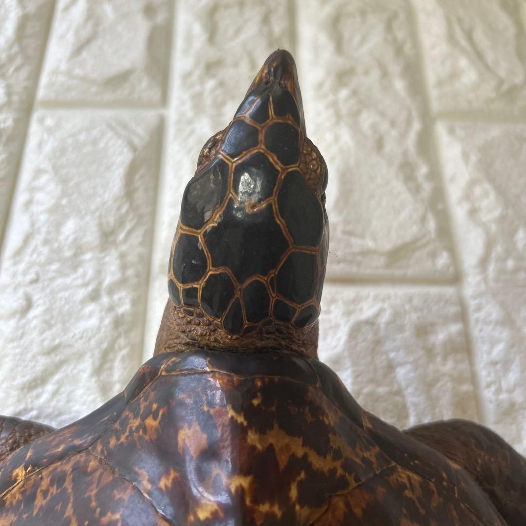 ウミガメ　タイマイの剥製　国際希少野生動植物登録票有り